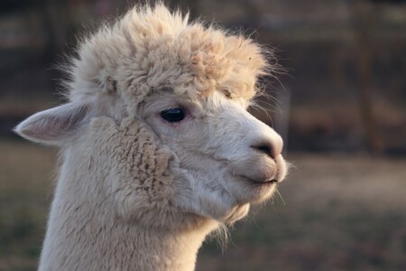 lama